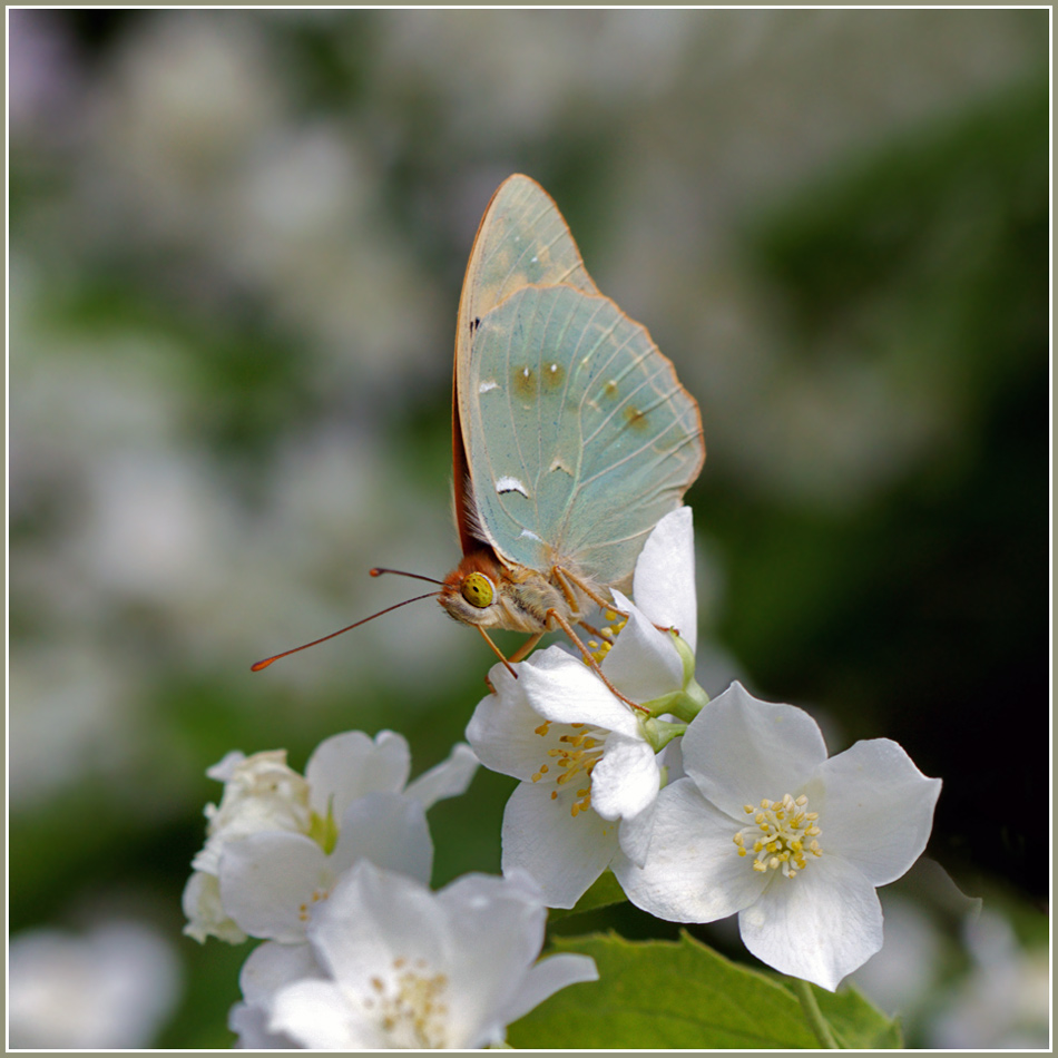 photo "***" tags: nature, macro and close-up, insect