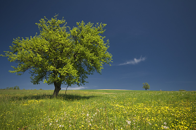 photo "silent..." tags: landscape, spring