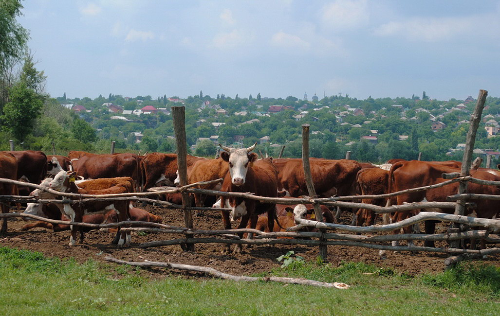 photo "***" tags: nature, pets/farm animals