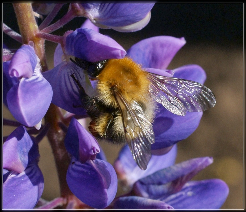 photo "***" tags: macro and close-up, nature, insect