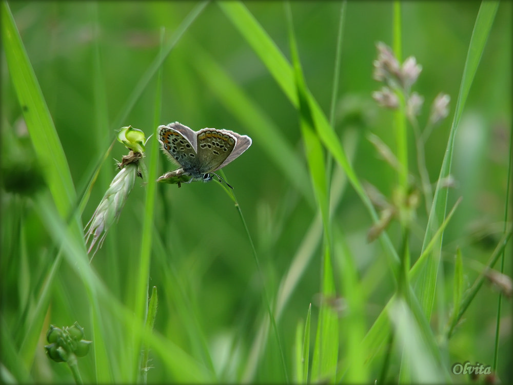 photo "***" tags: nature, macro and close-up, insect