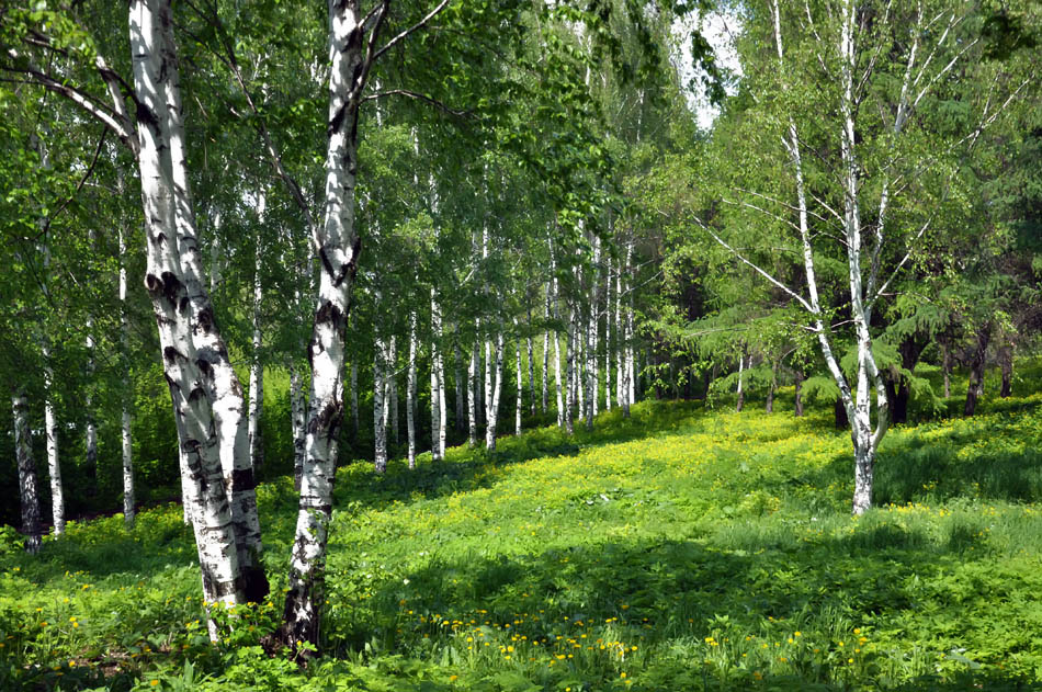 photo "***" tags: landscape, summer