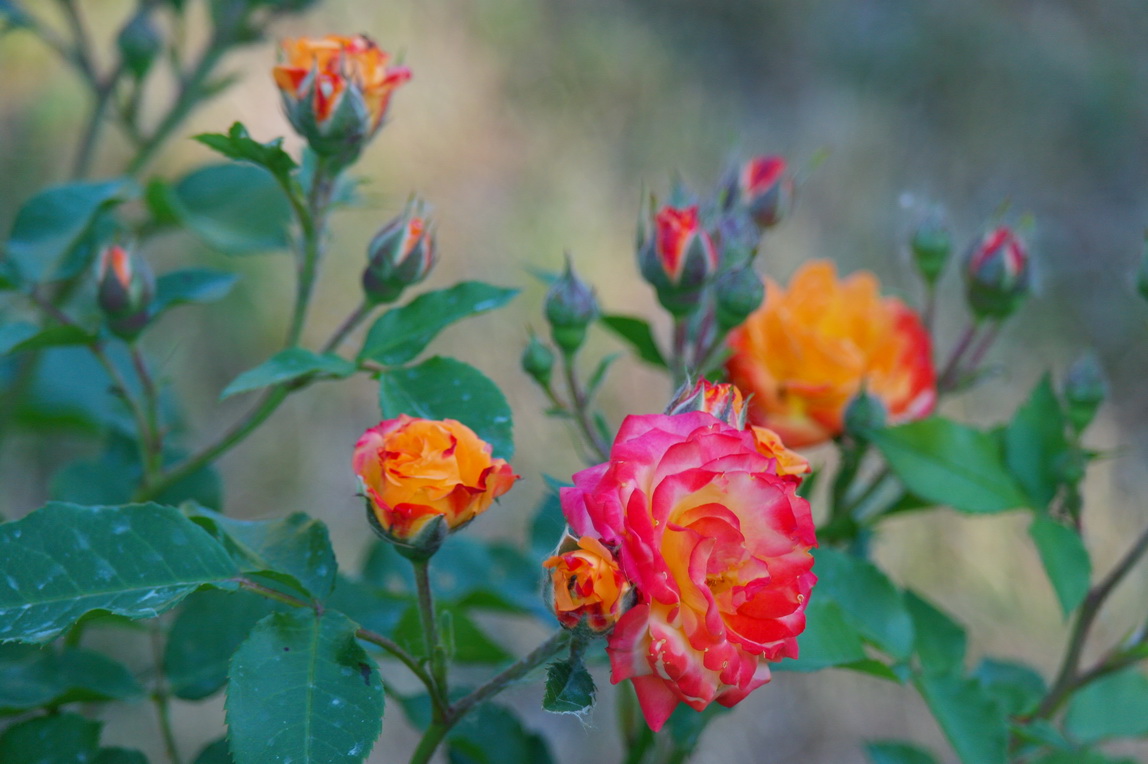 photo "***" tags: nature, flowers