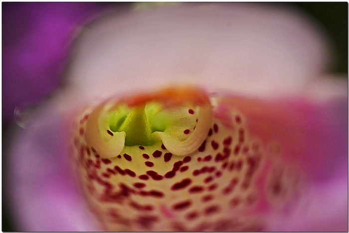 photo "Foxglove Interior" tags: nature, macro and close-up, flowers