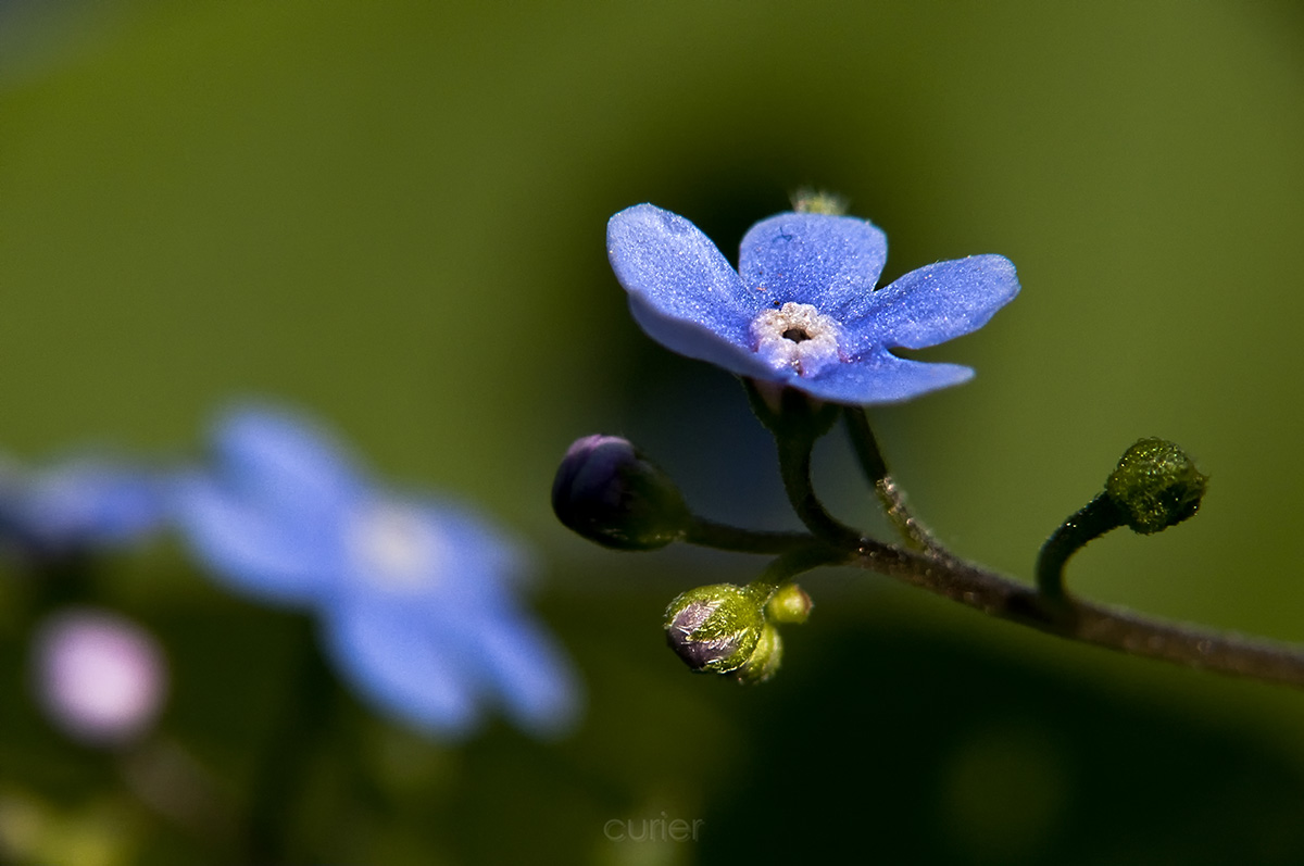 photo "***" tags: macro and close-up, nature, flowers