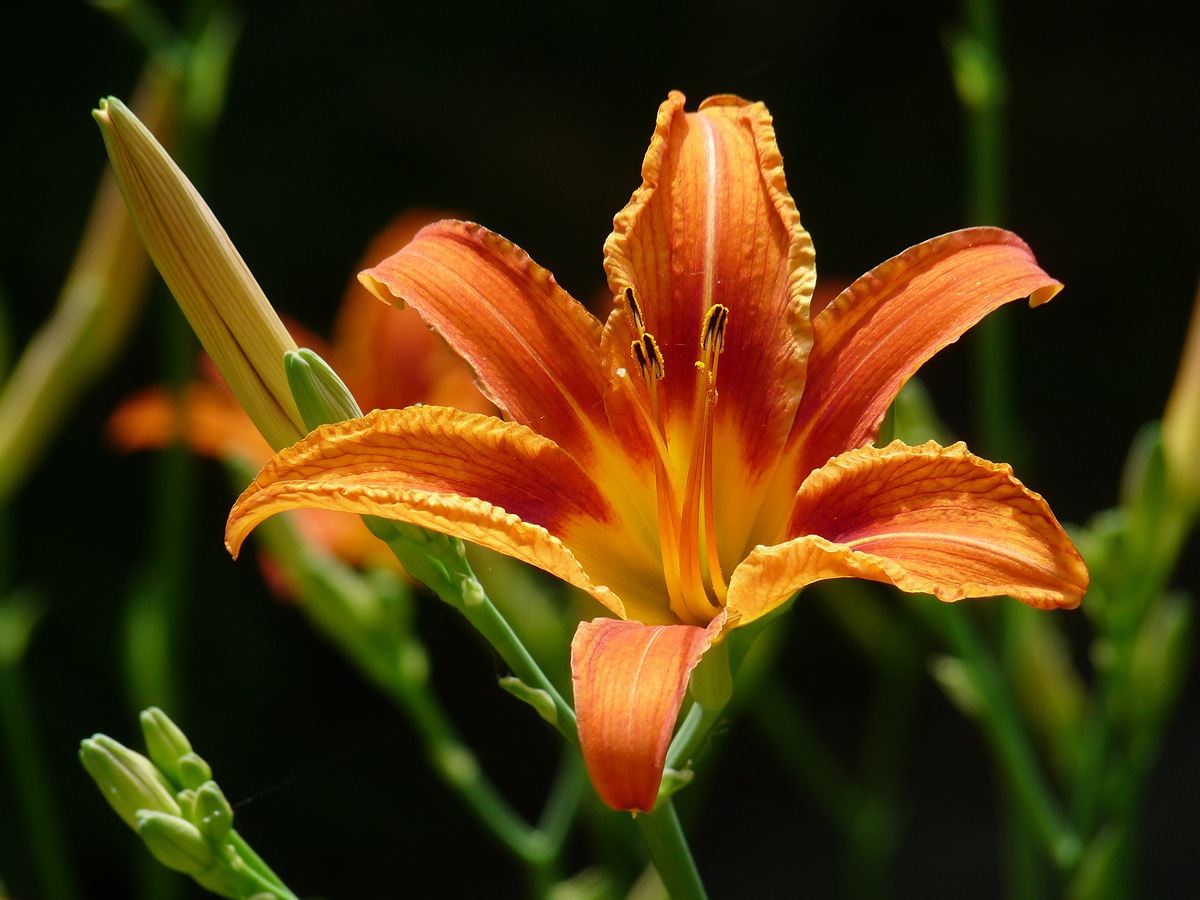 photo "***" tags: nature, flowers