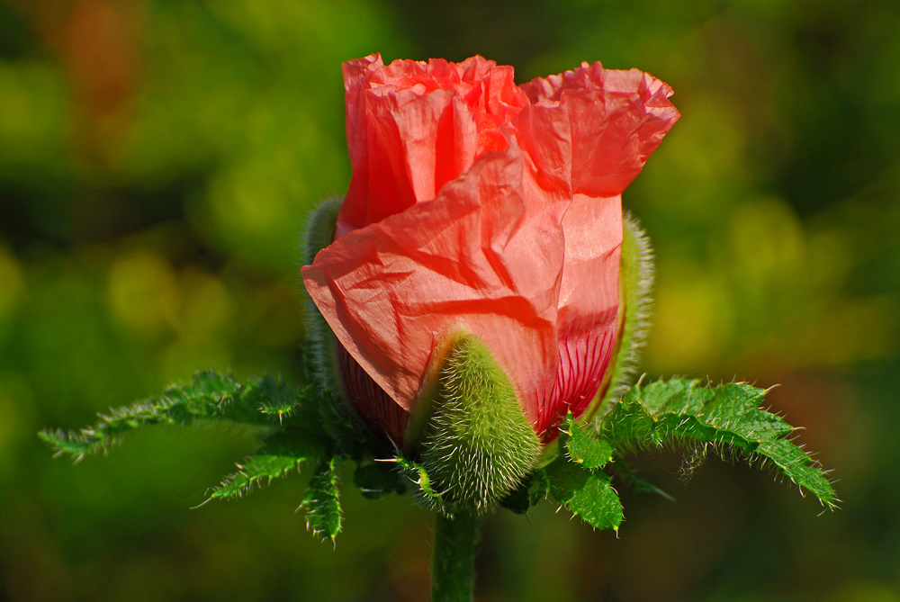 photo "a flower is born....." tags: nature, flowers