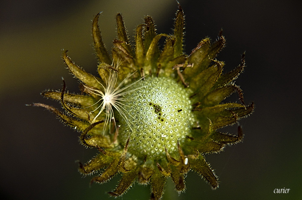 photo "***" tags: macro and close-up, nature, flowers