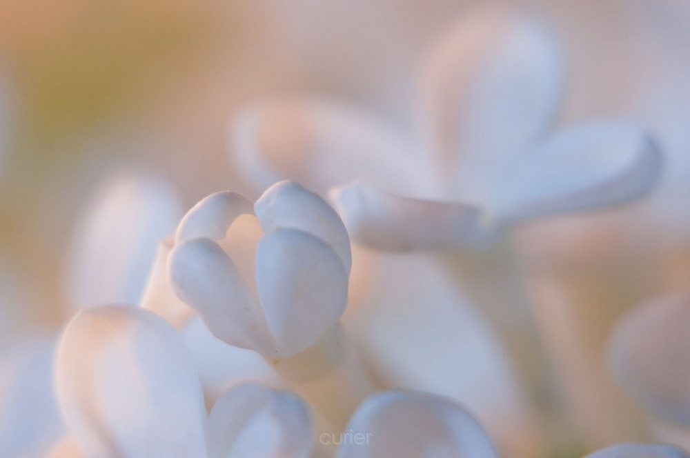 photo "***" tags: macro and close-up, nature, flowers