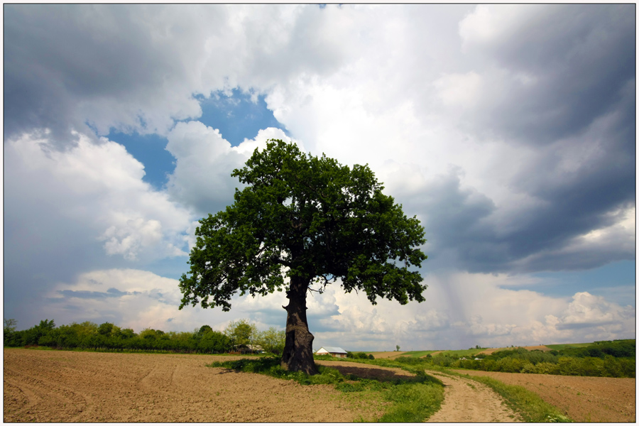 фото "Oak side of the road" метки: пейзаж, весна, дерево, дорога, облака