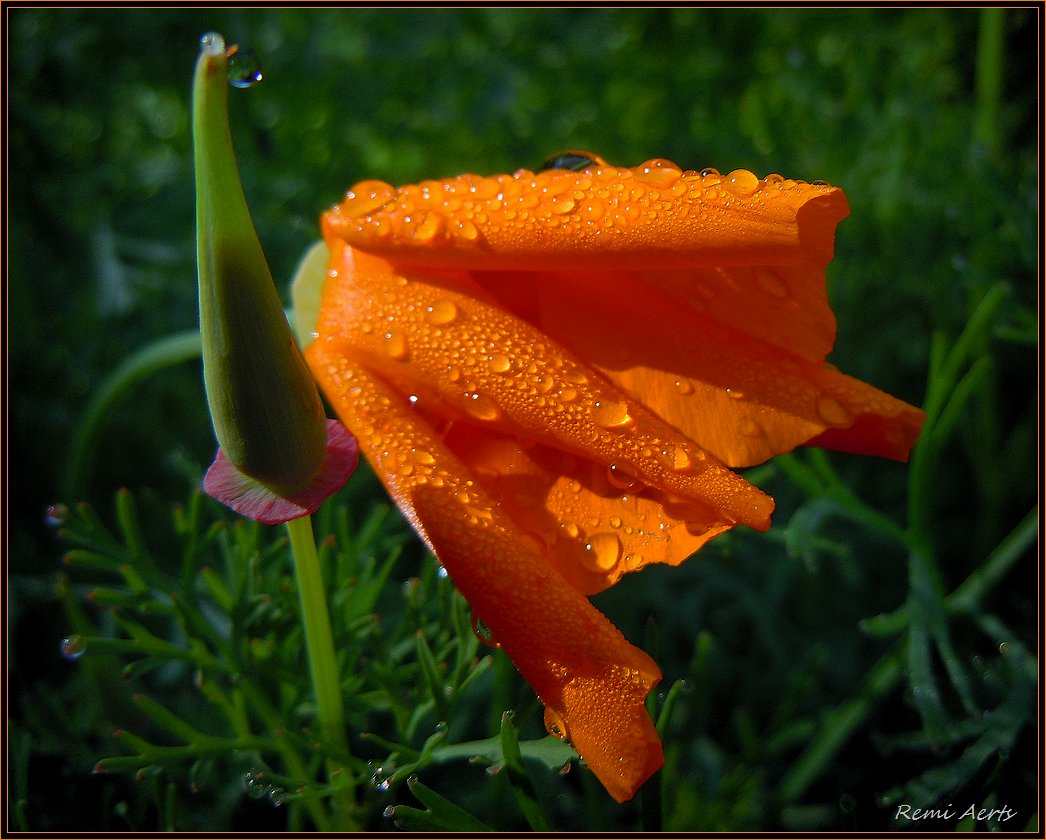 photo "after the rain" tags: nature, macro and close-up, flowers