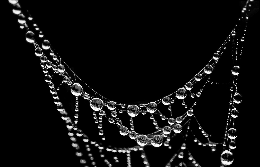 photo "Necklace" tags: macro and close-up, 