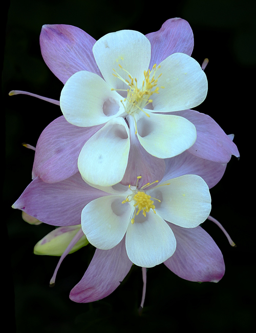 photo "***" tags: nature, flowers