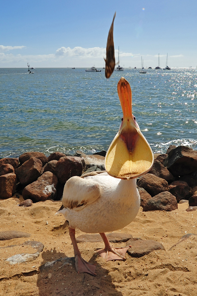 фото "Breakfast of the pelican" метки: , 