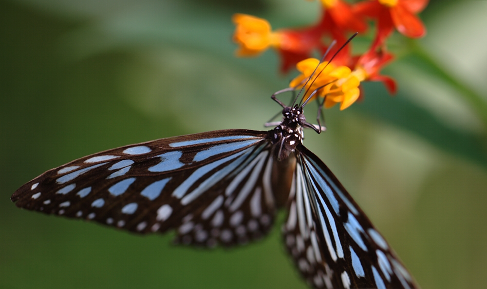 photo "Portrait of a butterfly." tags: nature, insect