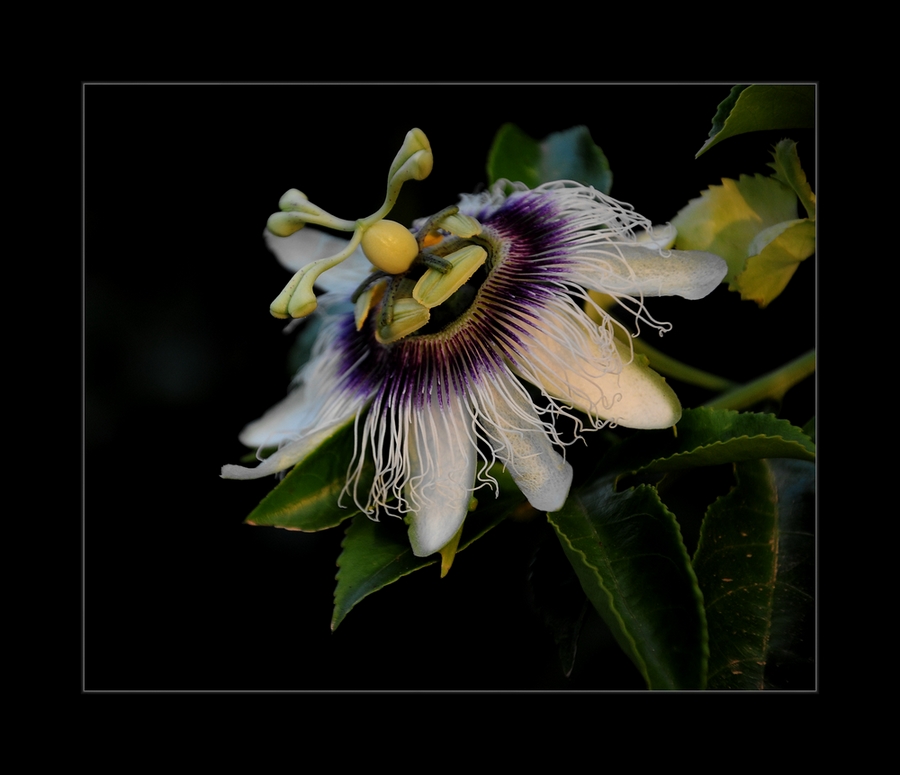 photo "***" tags: nature, flowers