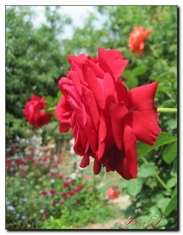 photo "... beside me in garden!" tags: landscape, summer