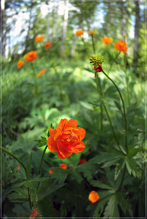 photo "representative of the Red Book" tags: landscape, summer