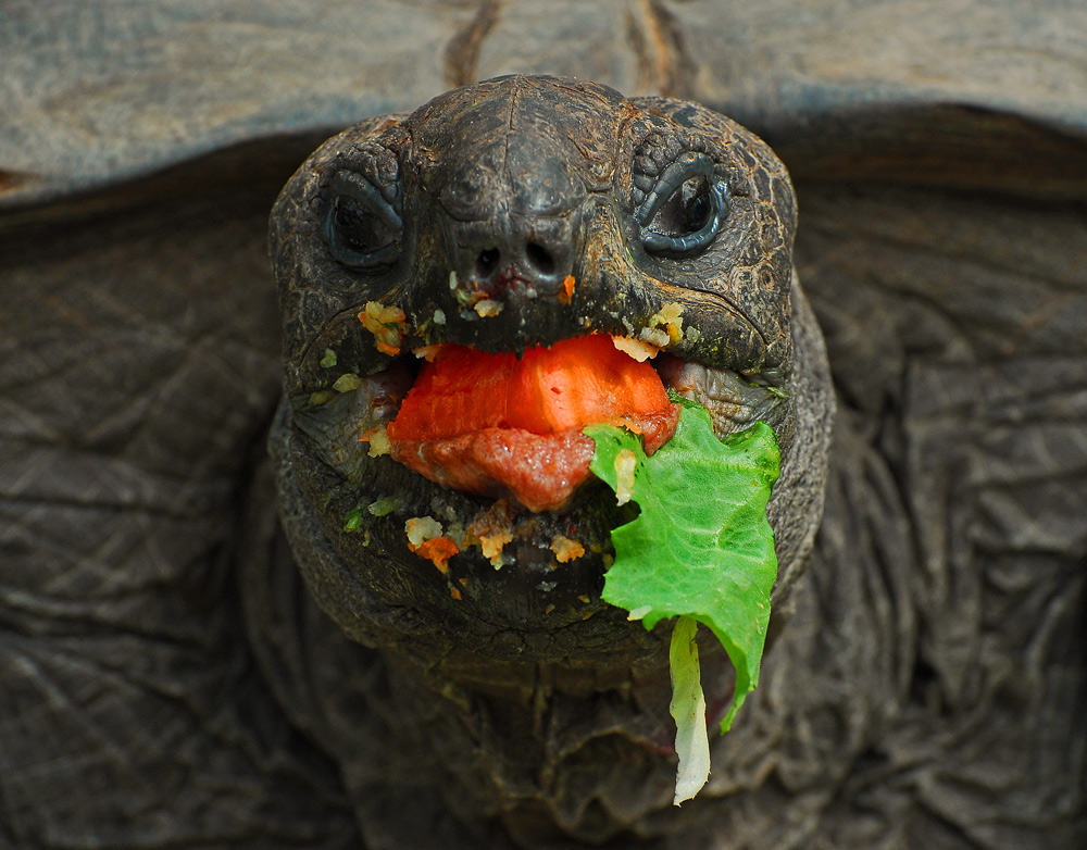 photo "Breakfast" tags: nature, pets/farm animals