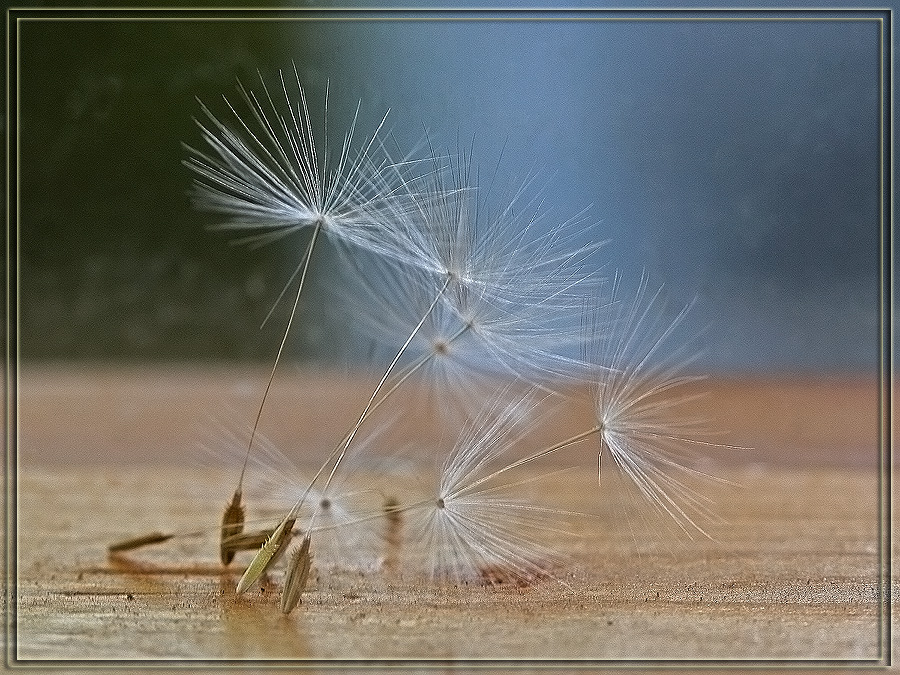 photo "503.... missed 500 ))))" tags: nature, macro and close-up, flowers