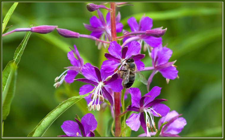 photo "Here and the summer has come" tags: macro and close-up, 