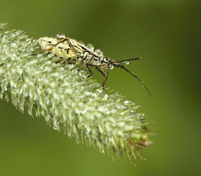 photo "***" tags: nature, insect