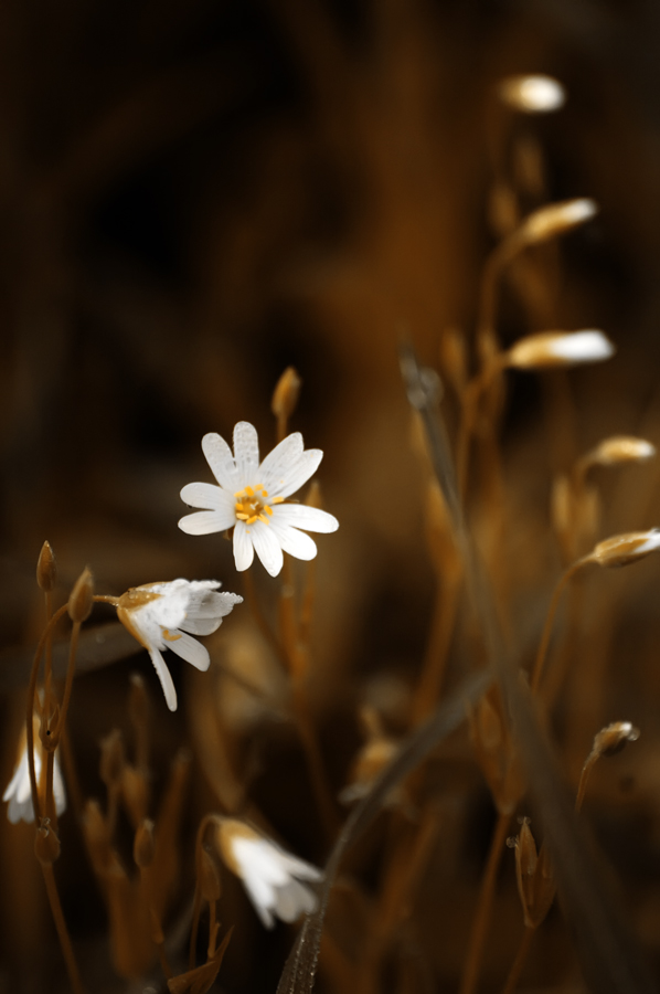 photo "***" tags: nature, flowers