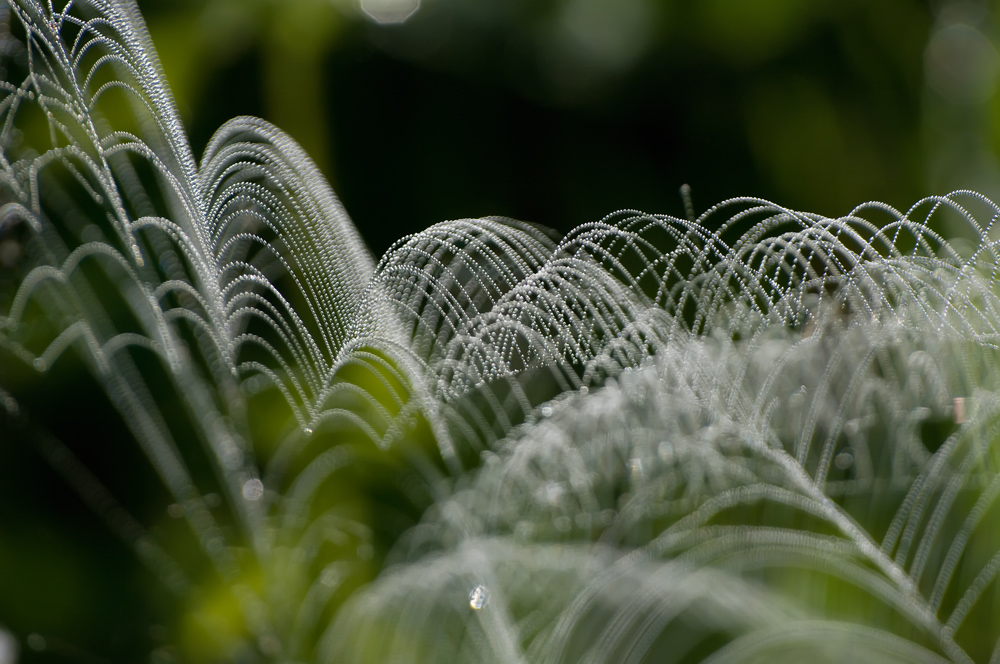 photo "***" tags: macro and close-up, 