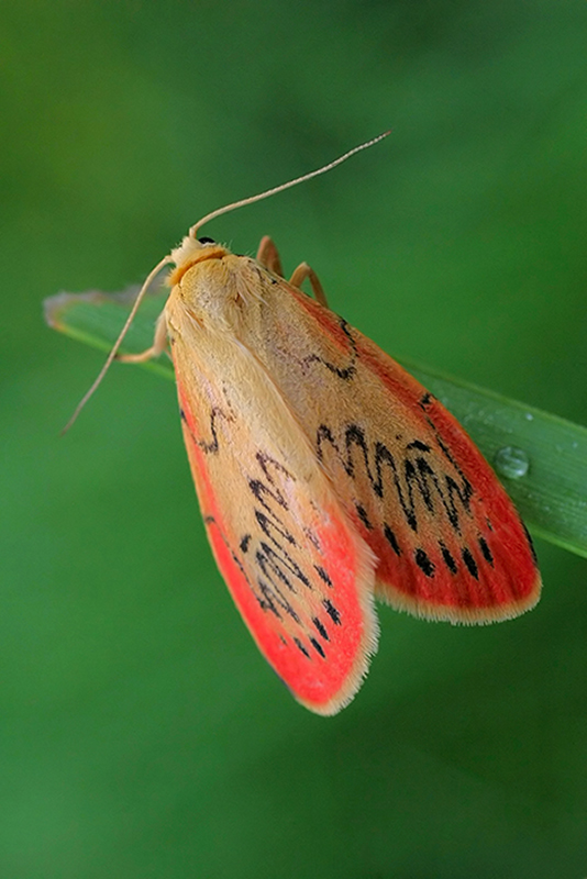 photo "***" tags: macro and close-up, 