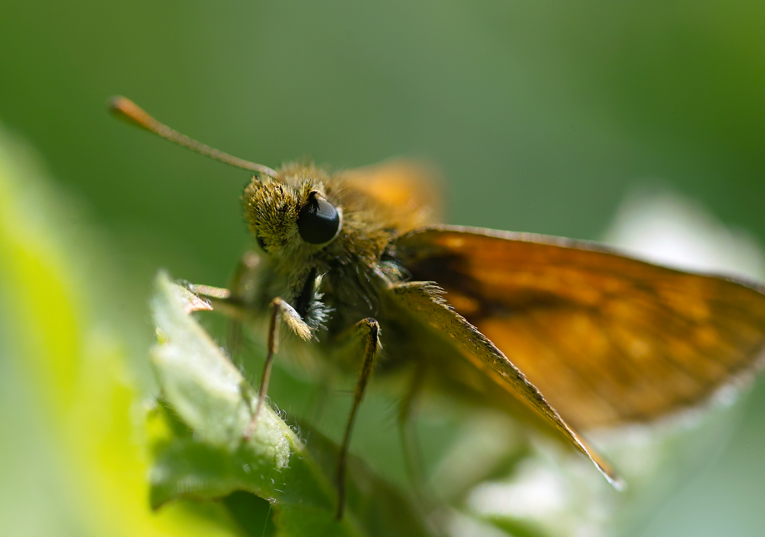 photo "***" tags: macro and close-up, 