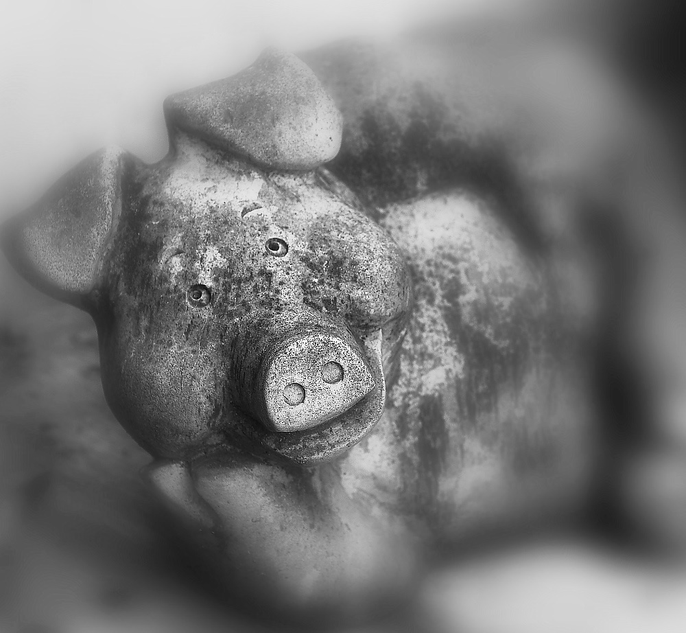 photo "***" tags: macro and close-up, black&white, 