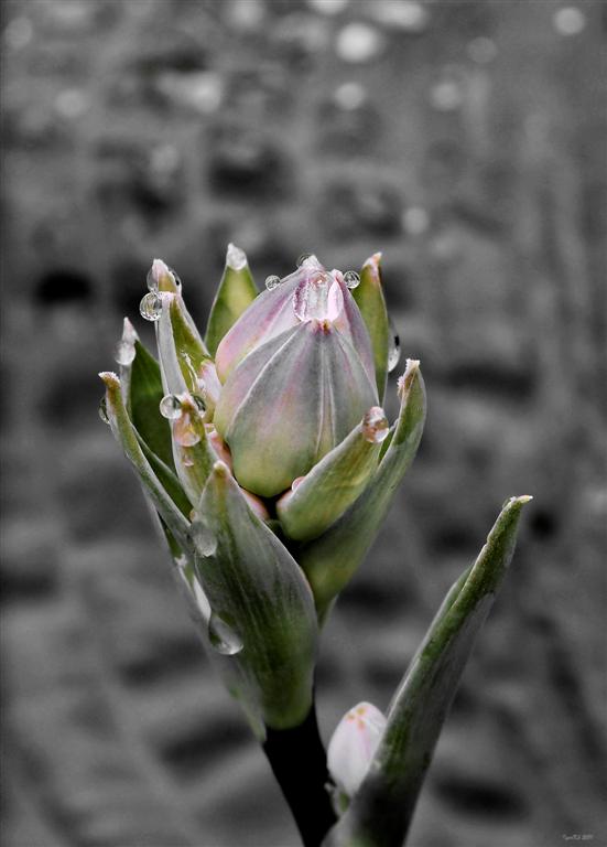 photo "***" tags: nature, flowers