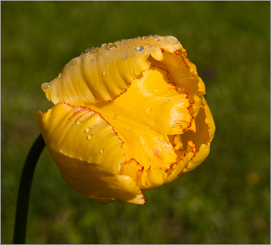 photo "Belated ..." tags: nature, flowers