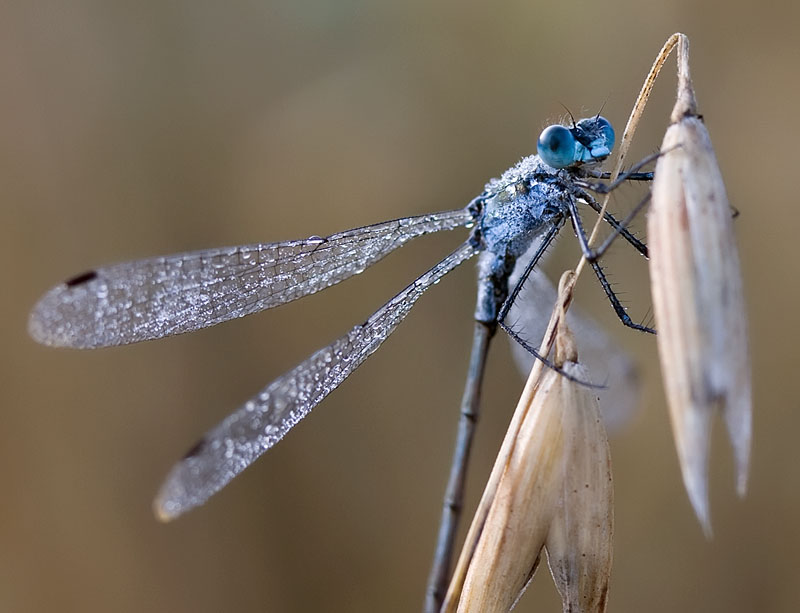 photo "***" tags: nature, macro and close-up, insect