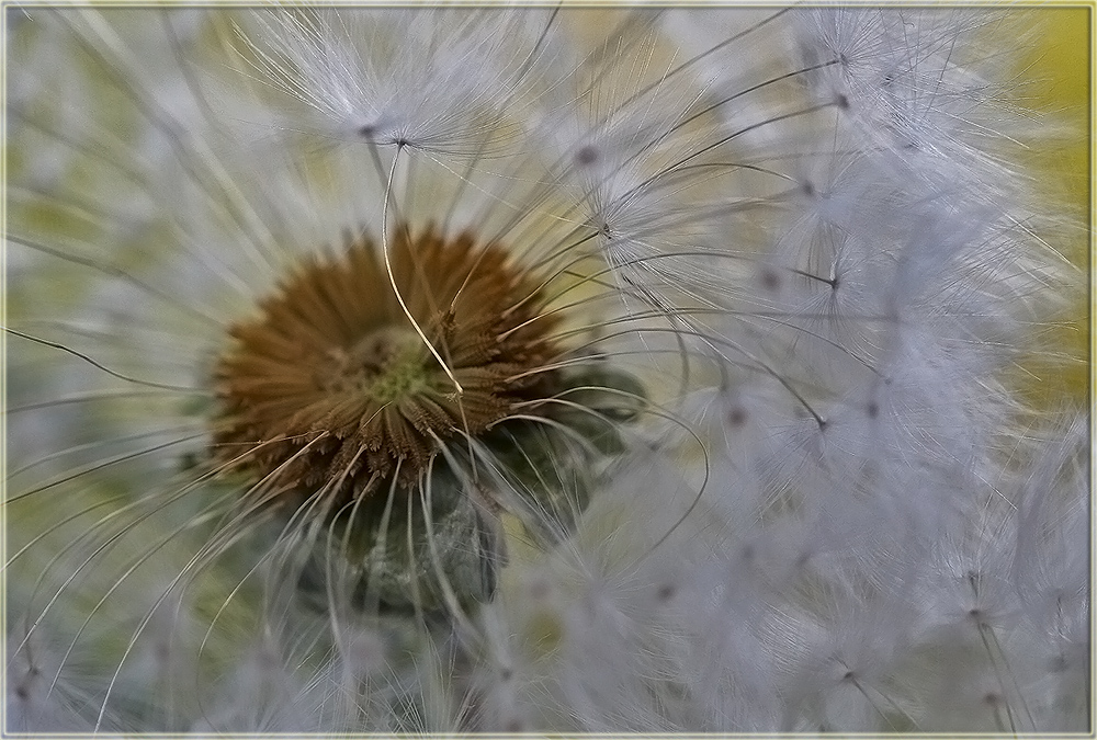 photo "Feathers" tags: nature, macro and close-up, flowers