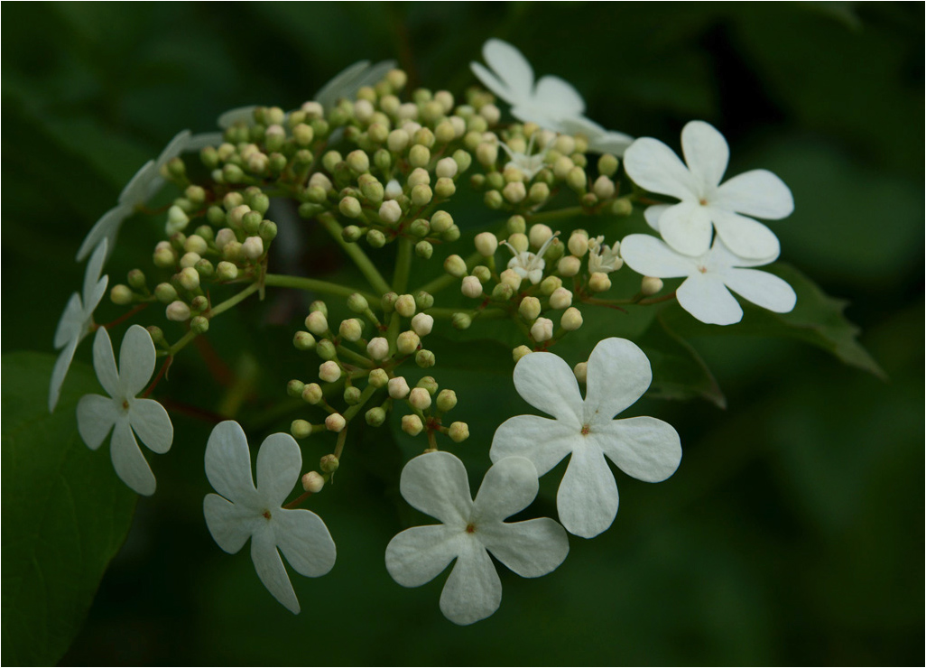 photo "Round dance" tags: nature, flowers