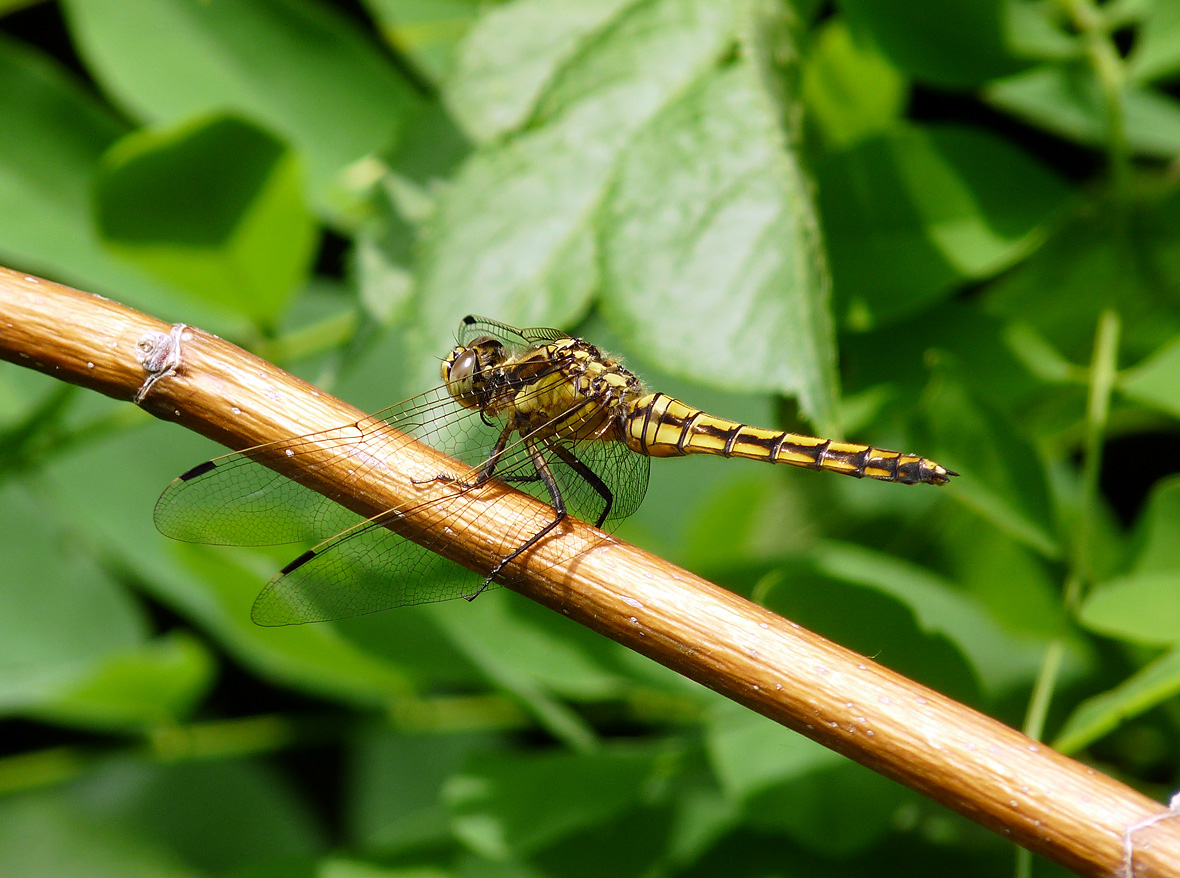 photo "***" tags: nature, insect