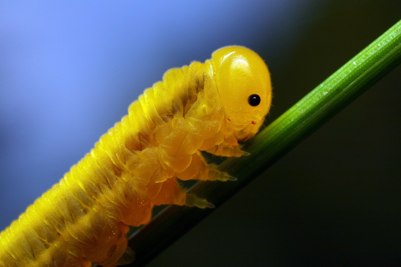 photo "***" tags: nature, macro and close-up, insect