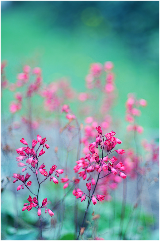 photo "***" tags: macro and close-up, 