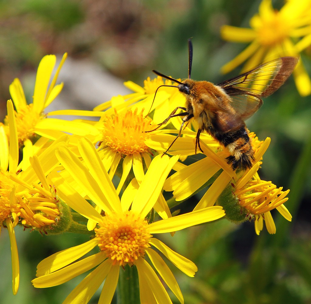 photo "***" tags: nature, insect