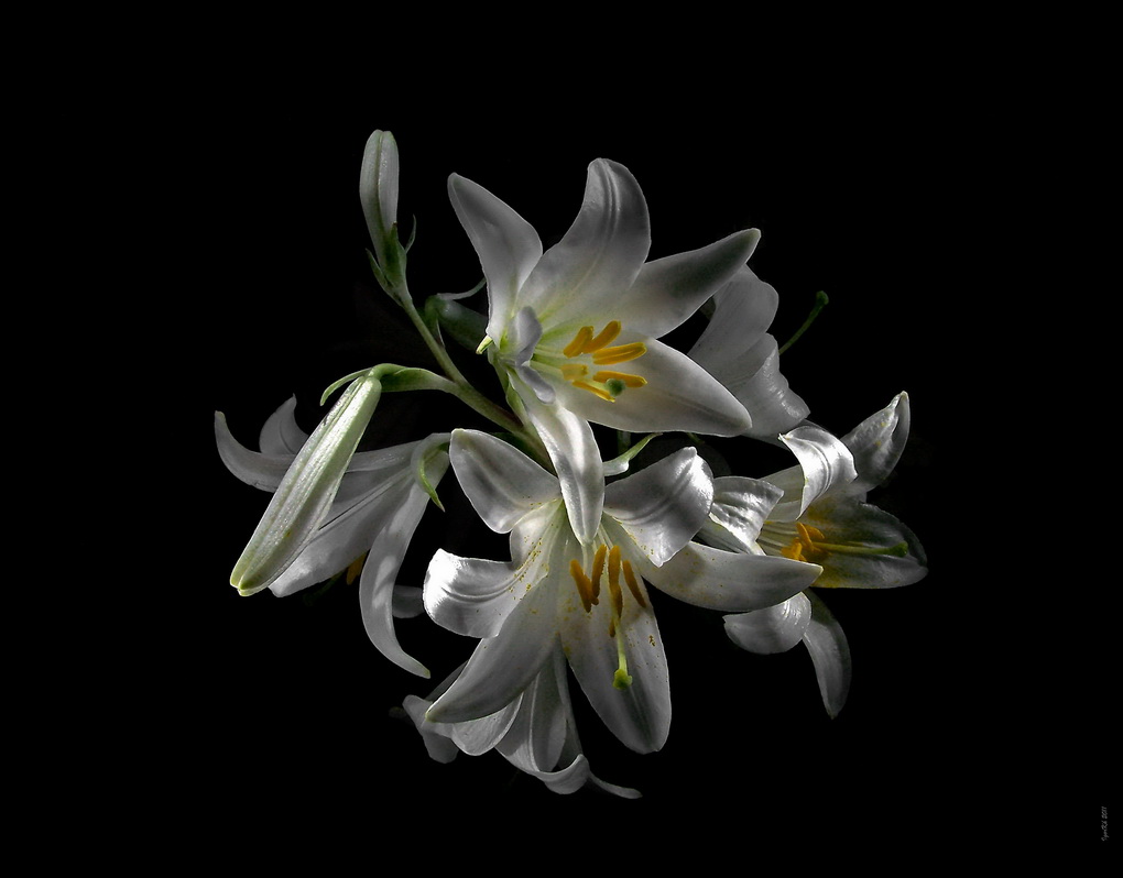 фото "Лилии" метки: природа, цветы