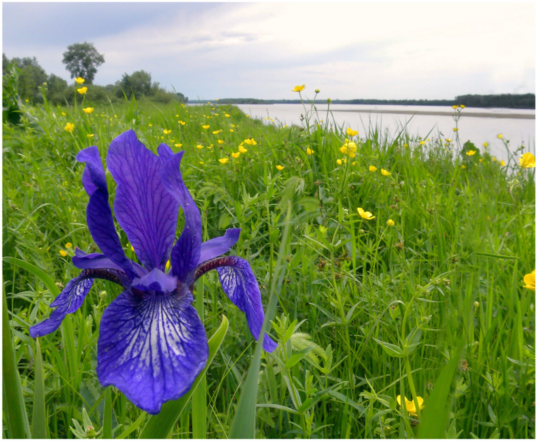 photo "Stranger" tags: landscape, nature, flowers, summer