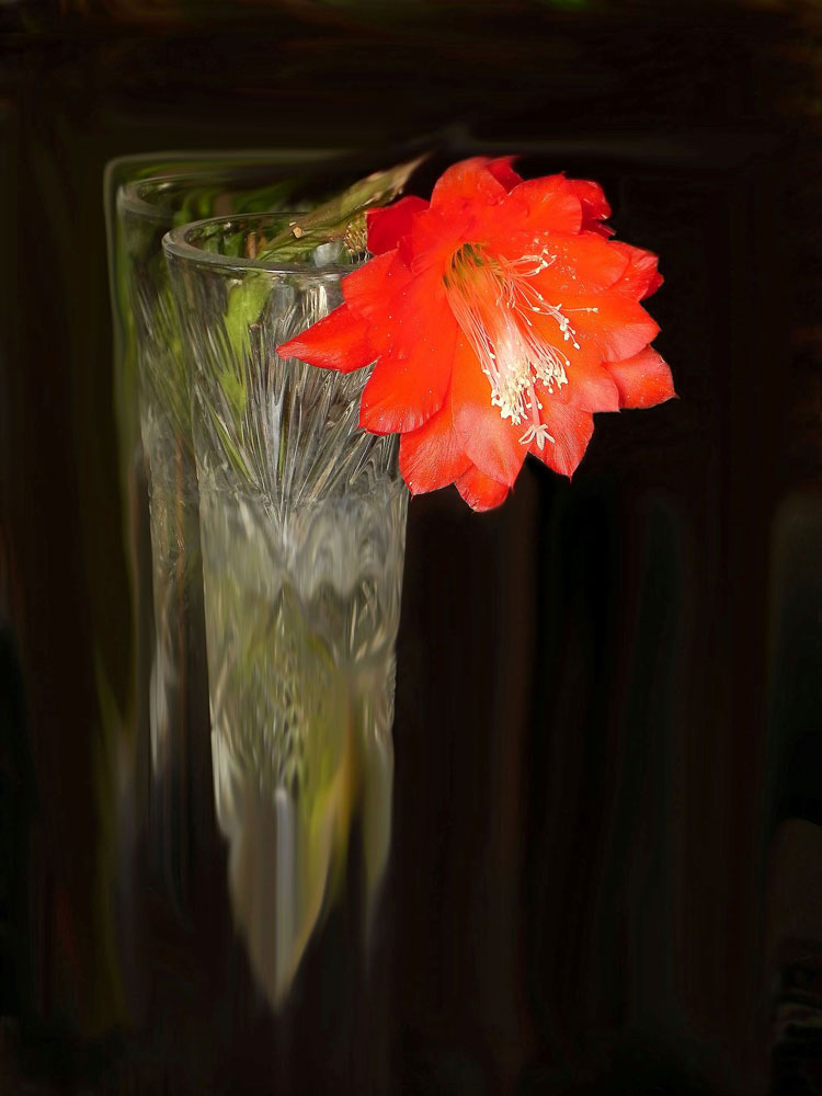 photo "***" tags: still life, nature, flowers