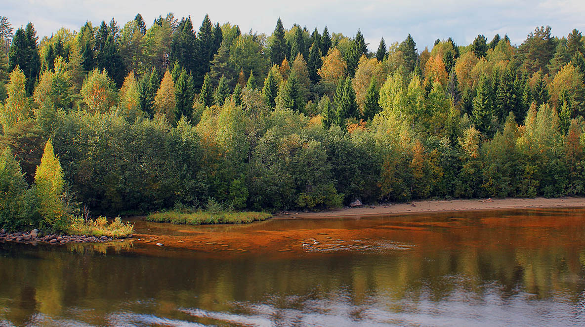 photo "Left Bank." tags: landscape, autumn, forest