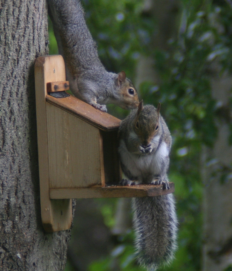 photo "move over" tags: nature, wild animals