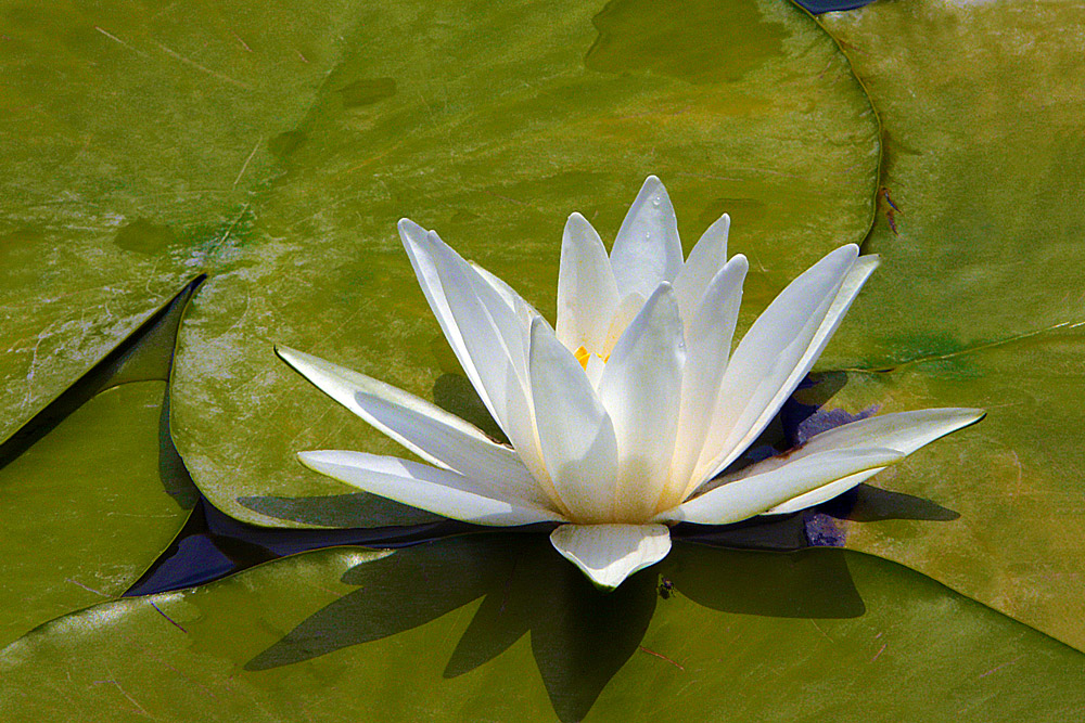photo "White Lotus" tags: nature, macro and close-up, flowers, lake, leaves, lotus, summer
