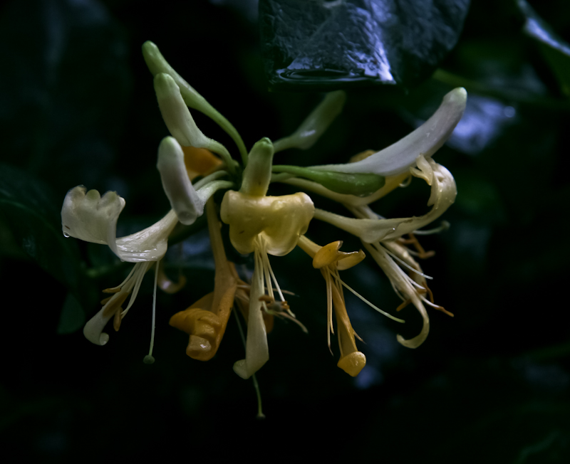 photo "honeysuckle" tags: still life, 