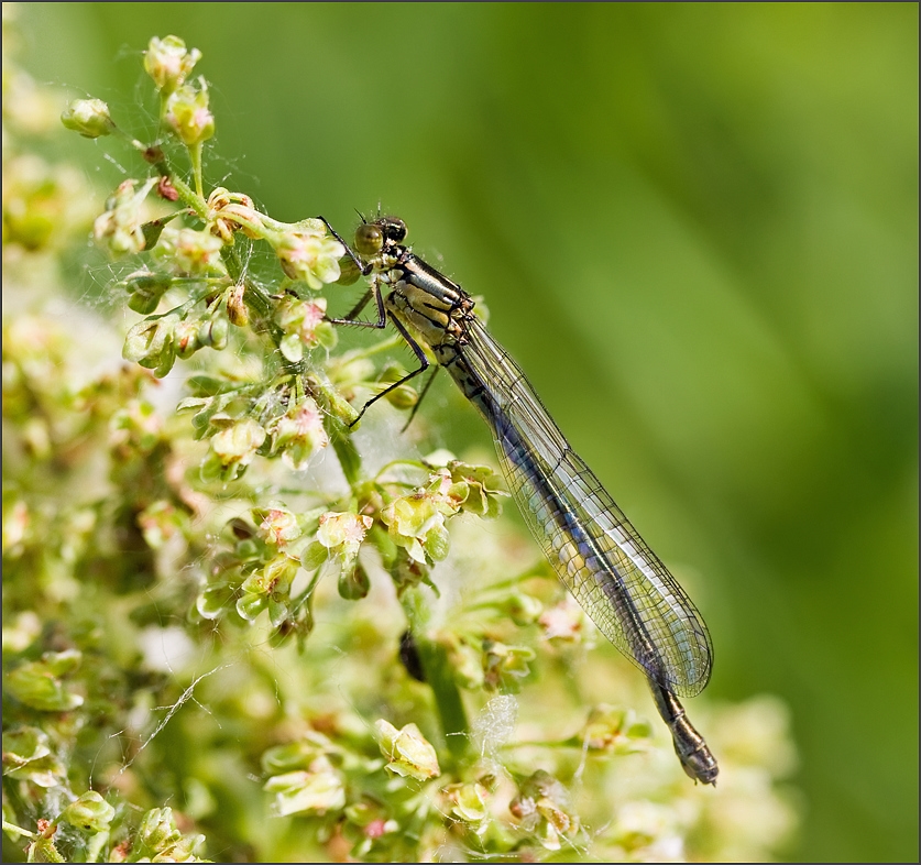 photo "***" tags: nature, macro and close-up, insect