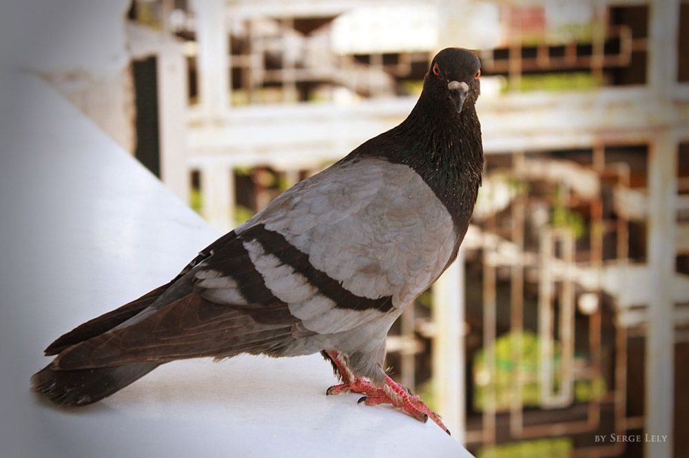 photo "Single pigeon once more." tags: nature, pets/farm animals