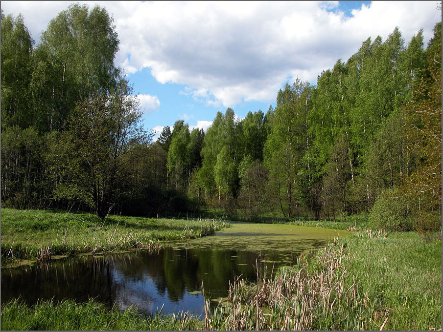 photo "Summer has come" tags: landscape, forest, summer